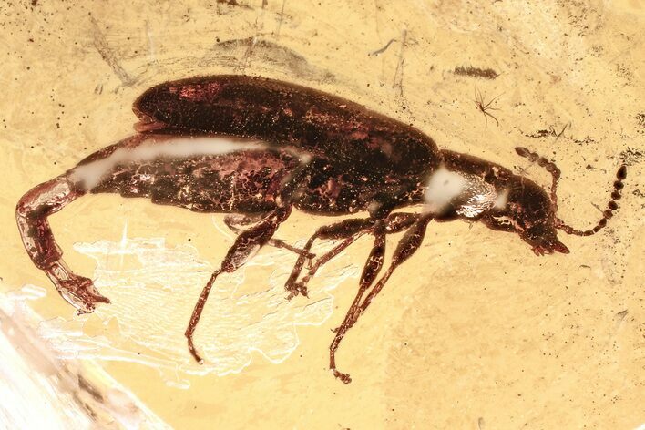 Detailed Fossil Beetle (Mycteridae) in Baltic Amber #367419
